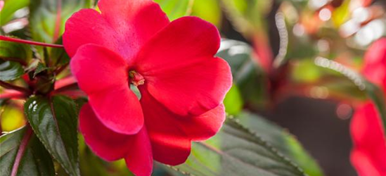 Impatiens neuguinea, rot