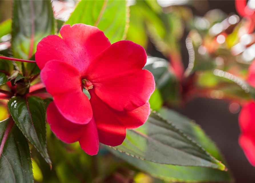 Impatiens neuguinea, rot