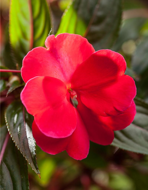 Impatiens neuguinea, rot