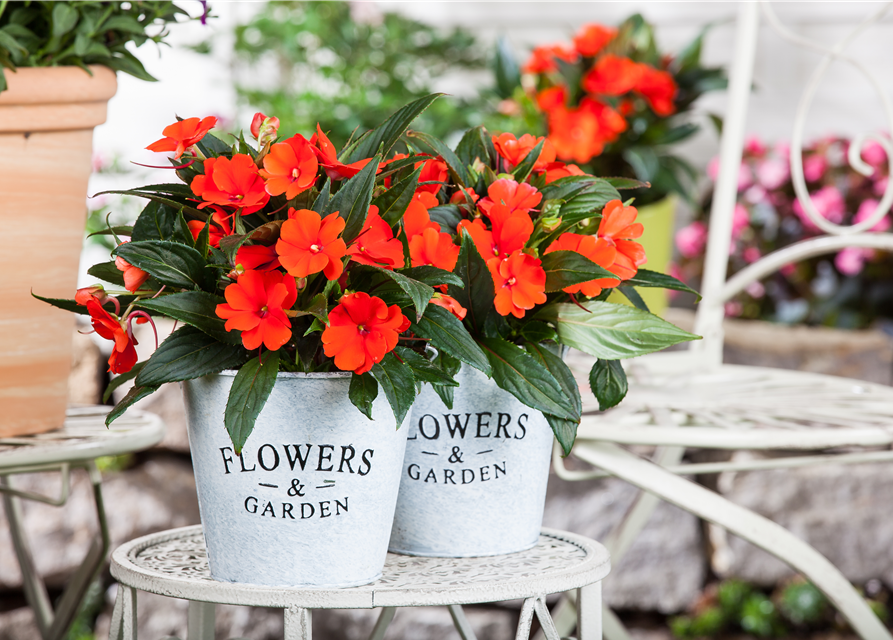 Impatiens neuguinea, rot