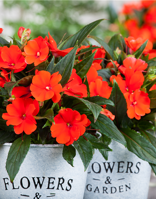 Impatiens neuguinea, rot