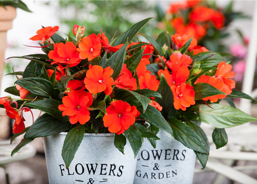 Impatiens neuguinea, rot