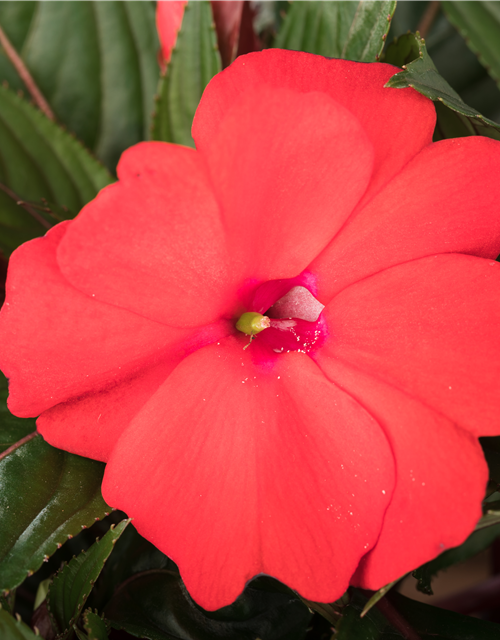 Impatiens neuguinea, rot