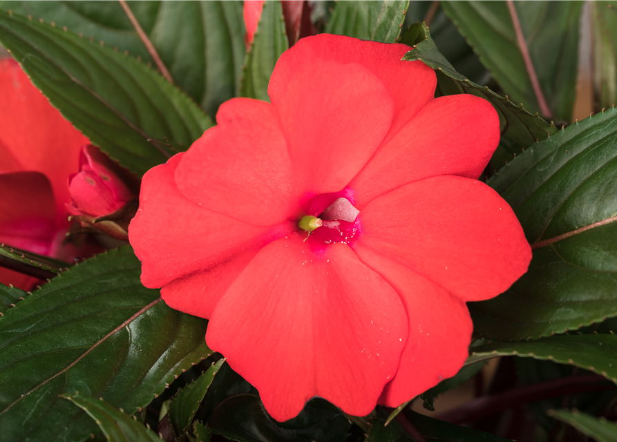 Impatiens neuguinea, rot