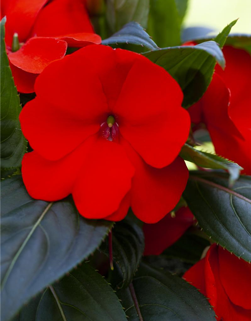 Impatiens neuguinea, rot