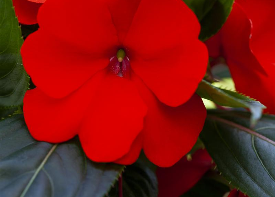 Impatiens neuguinea, rot