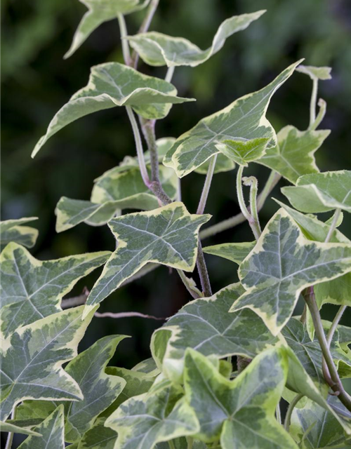 Hedera helix, grün-weiß