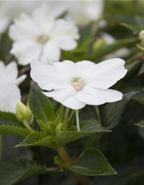 Impatiens neuguinea, weiß