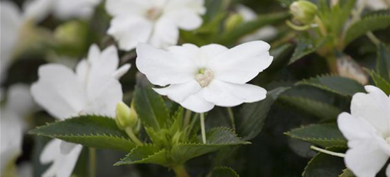 Impatiens neuguinea, weiß