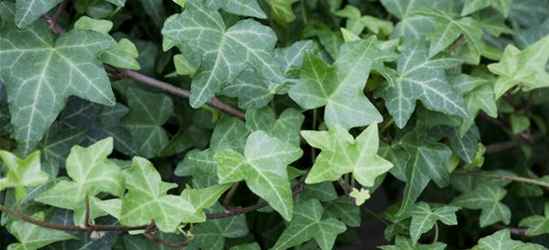 Hedera helix 'Woerner'