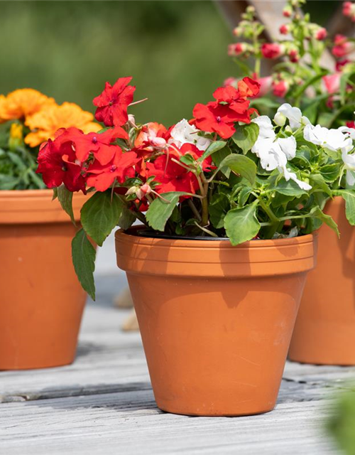 Impatiens walleriana