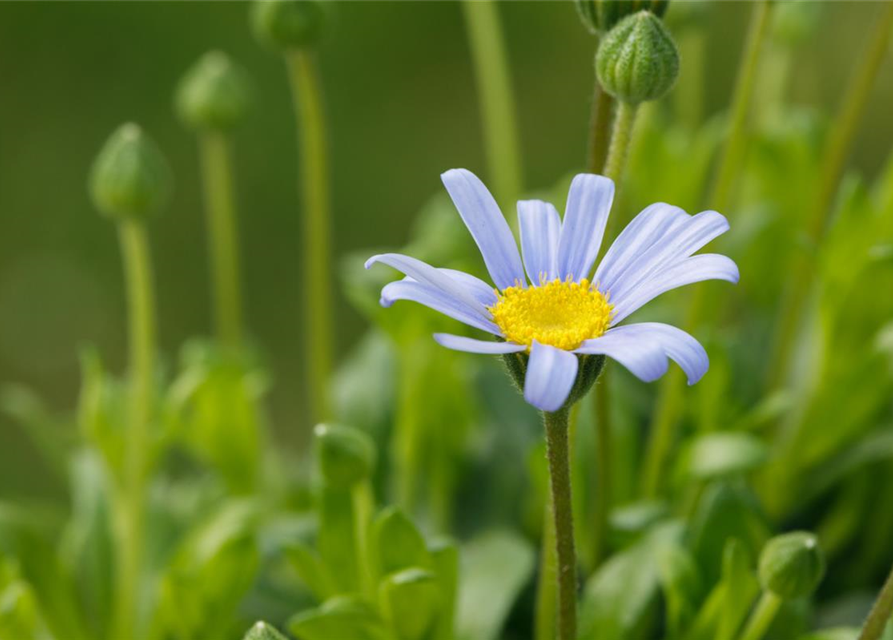 Felicia amelloides