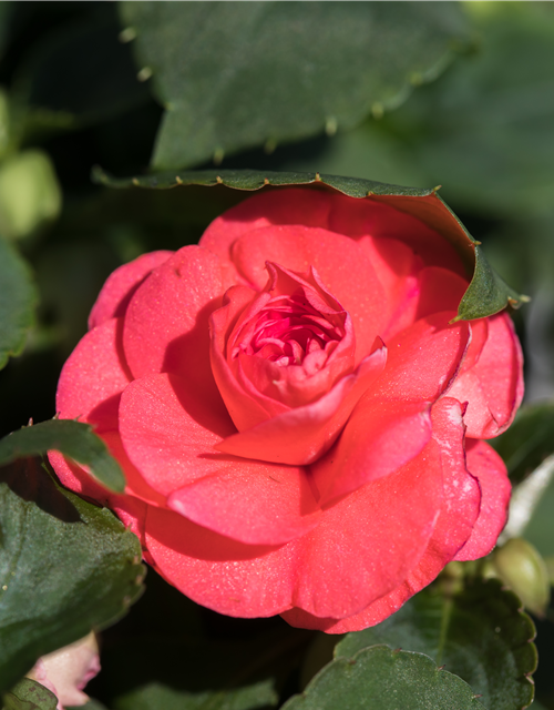 Impatiens walleriana, gefüllt