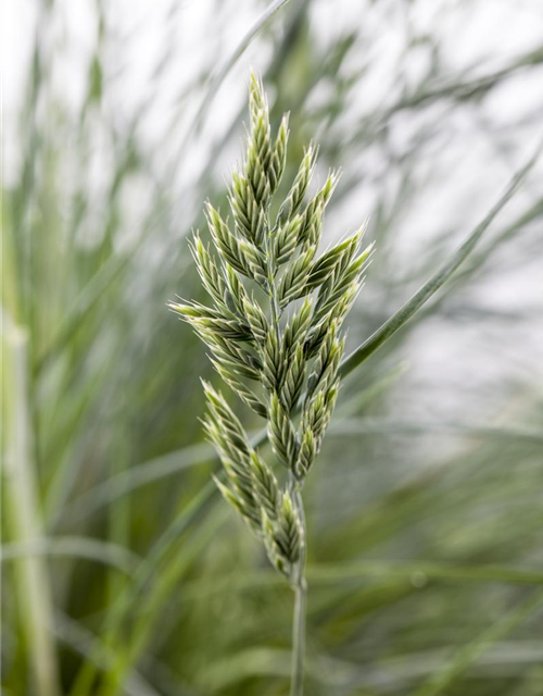 Festuca glauca