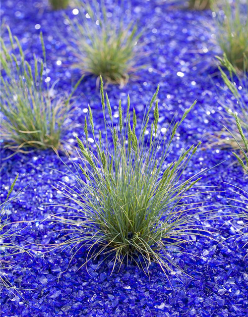 Festuca glauca