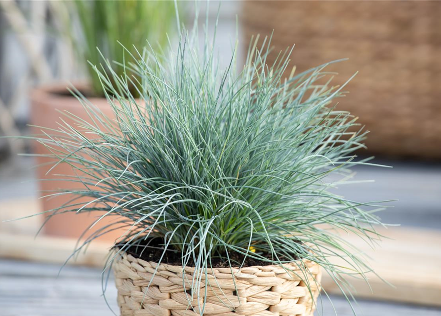 Festuca glauca