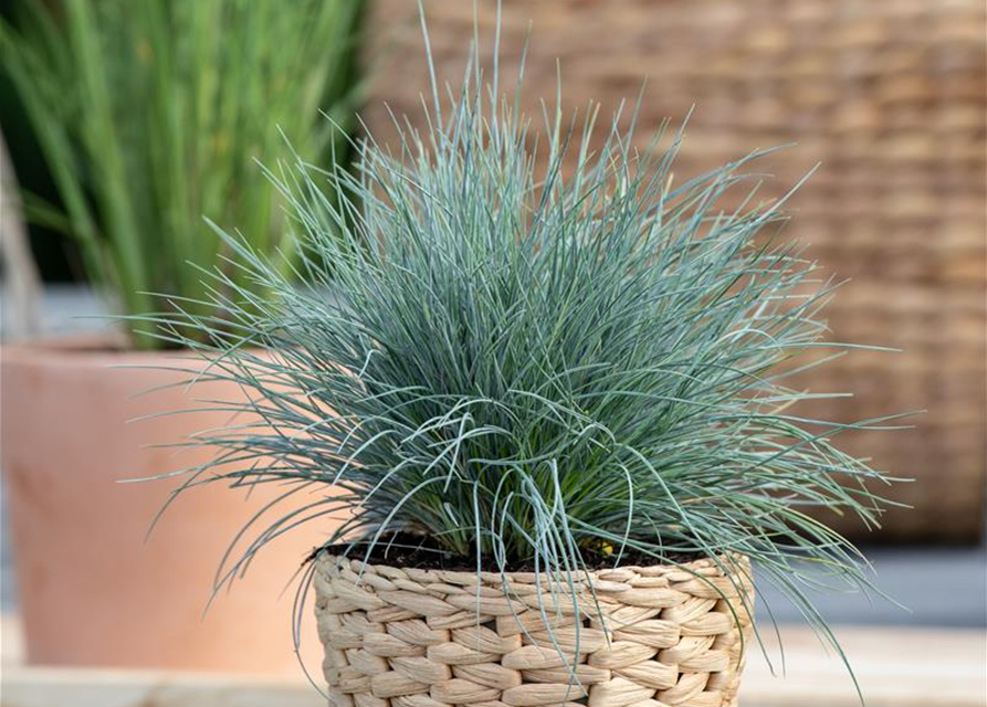 Festuca glauca