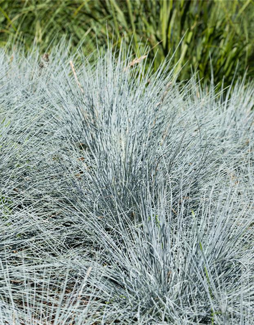 Festuca glauca