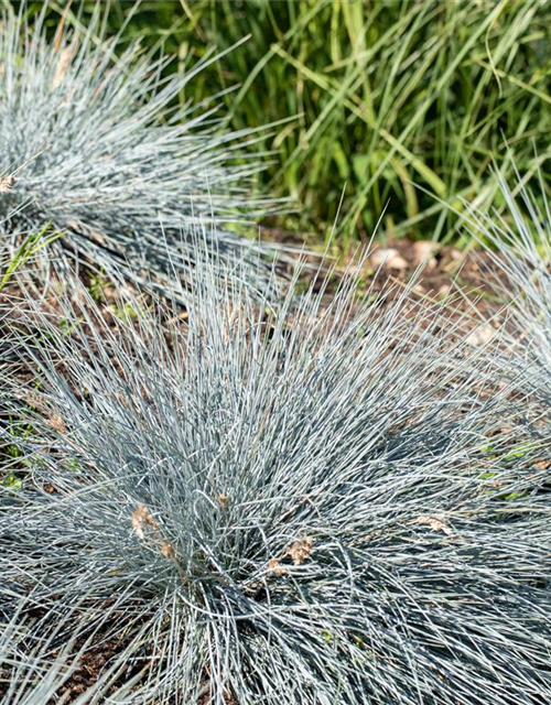 Festuca glauca