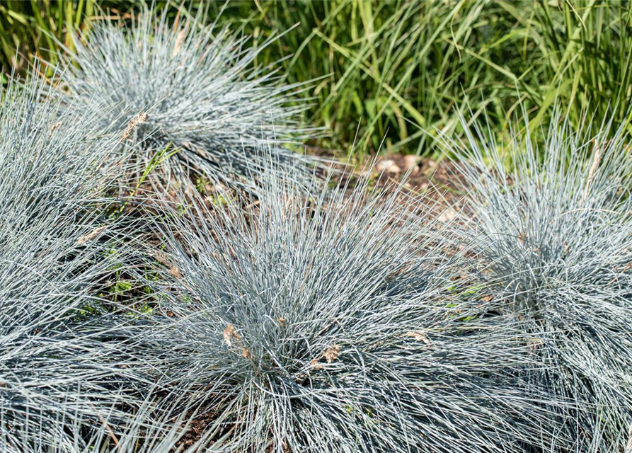 Festuca glauca