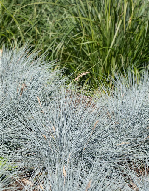 Festuca glauca