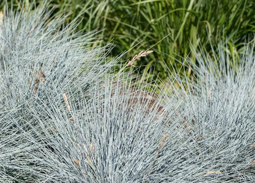 Festuca glauca