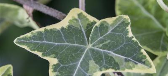 Hedera helix, grün-weiß