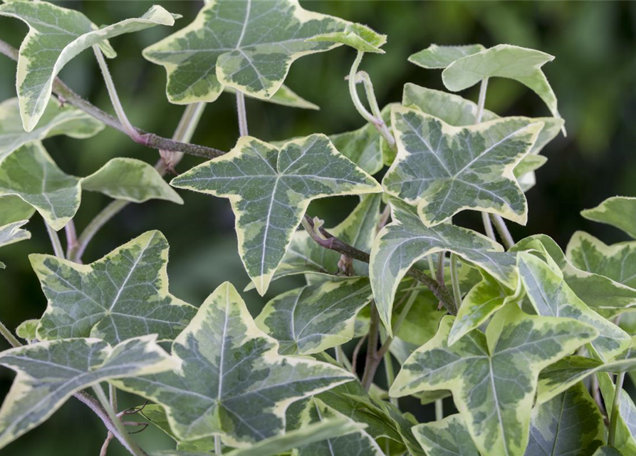 Hedera helix, grün-weiß