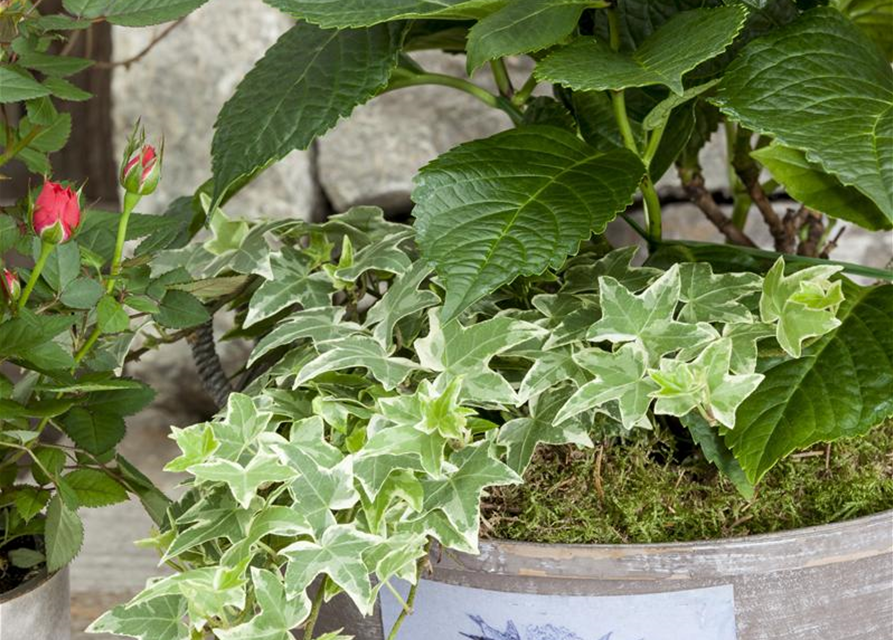 Hedera helix, grün-weiß