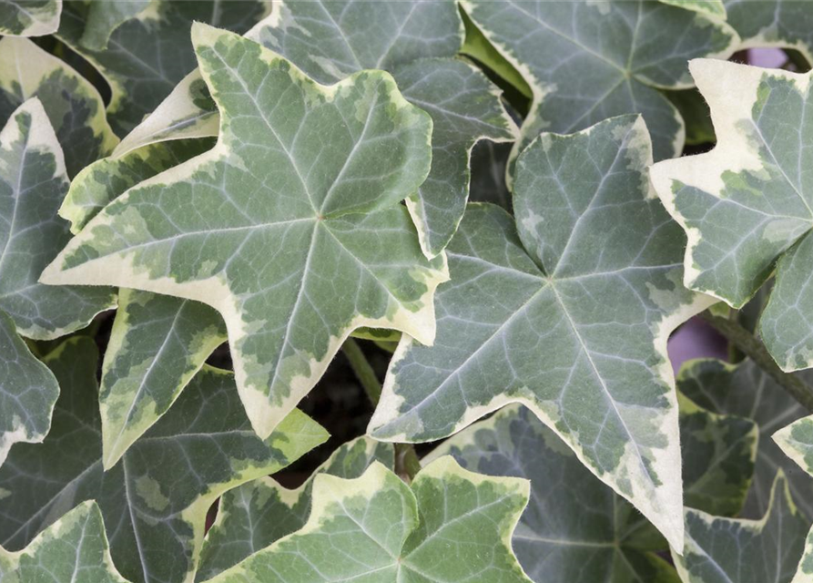 Hedera helix, grün-weiß