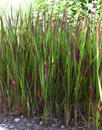 Imperata cylindrica