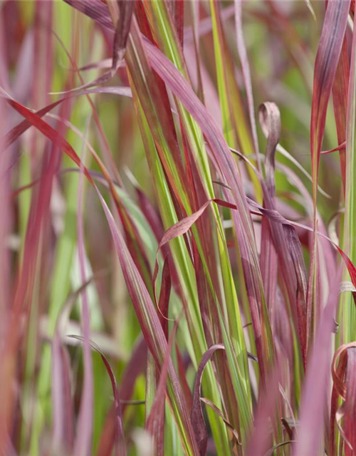 Imperata cylindrica