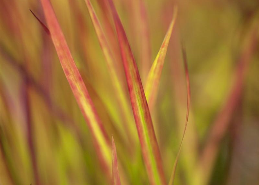 Imperata cylindrica