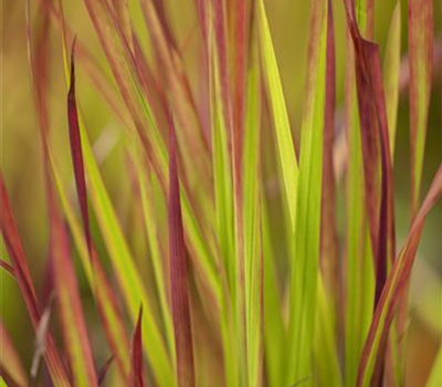 Imperata cylindrica 'Red Baron'