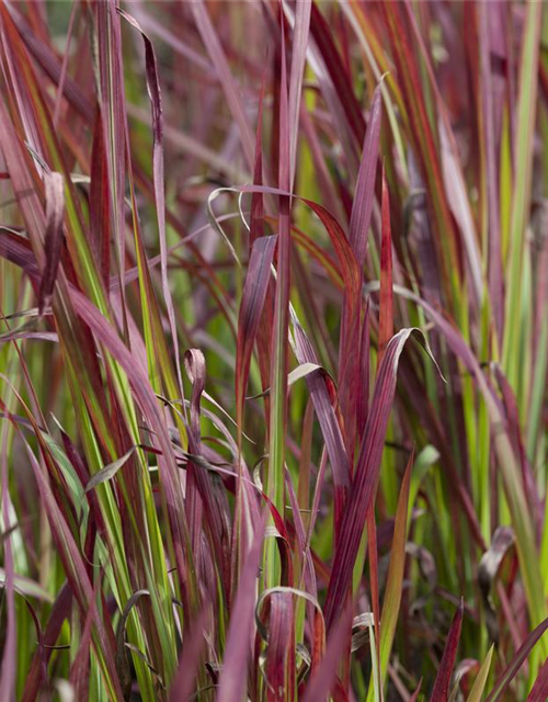 Imperata cylindrica