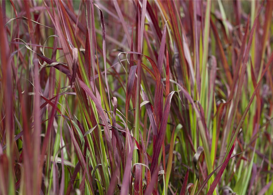 Imperata cylindrica