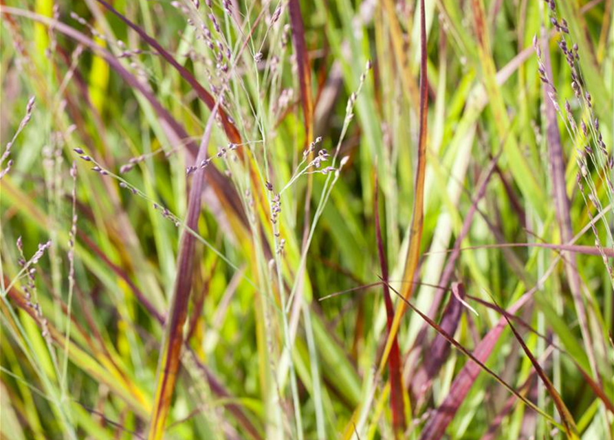 Imperata cylindrica