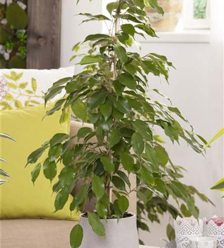 Ficus benjamina