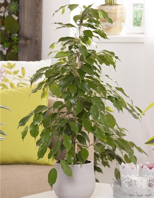 Ficus benjamina