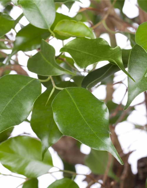 Ficus benjamina