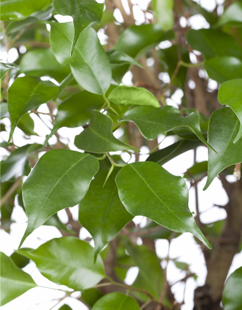 Ficus benjamina