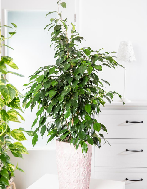 Ficus benjamina