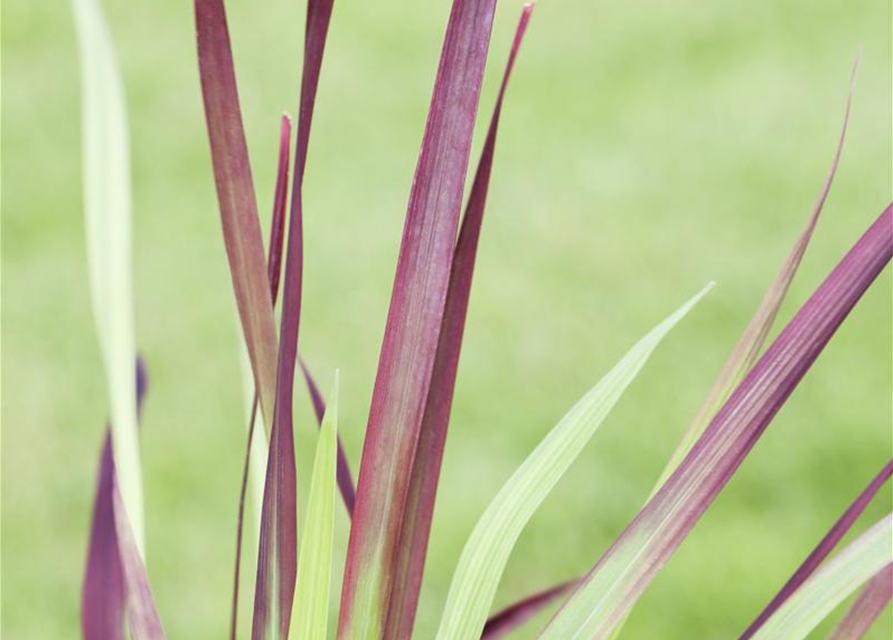 Imperata cylindrica 'Red Baron'