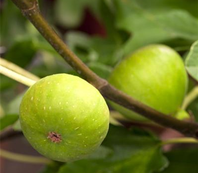 Ficus carica