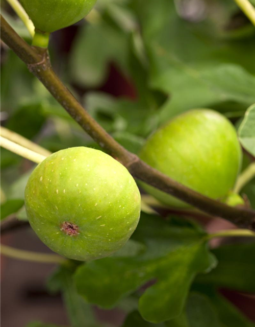 Ficus carica