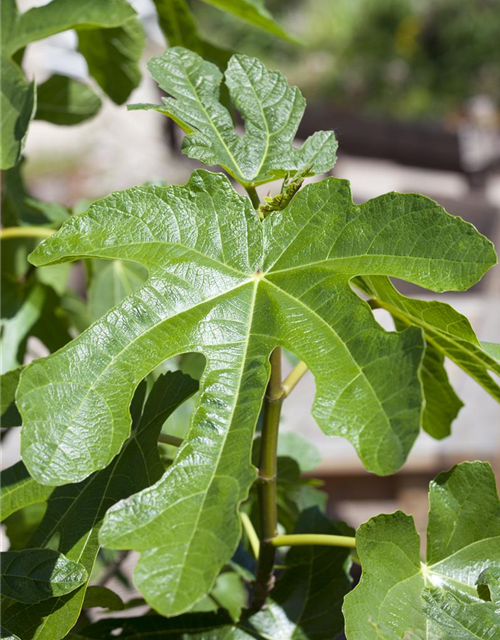 Ficus carica