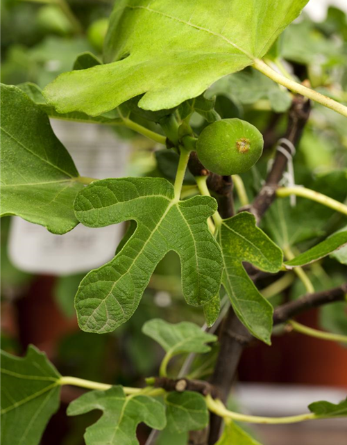 Ficus carica