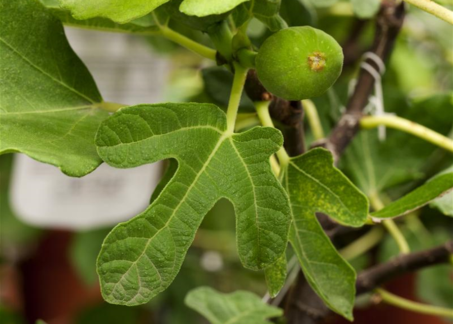 Ficus carica