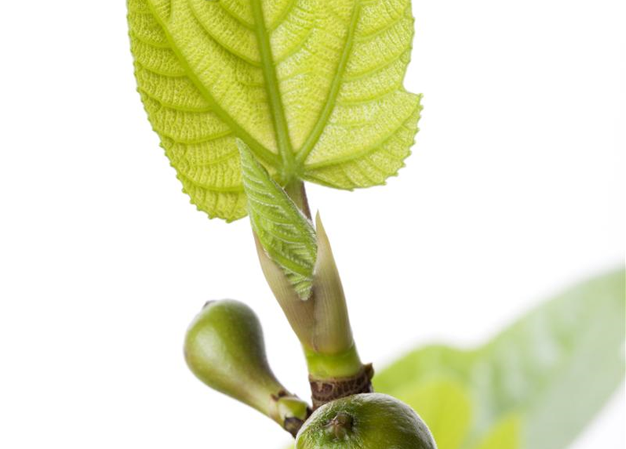 Ficus carica