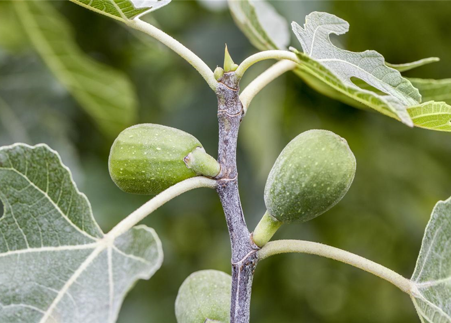 Ficus carica